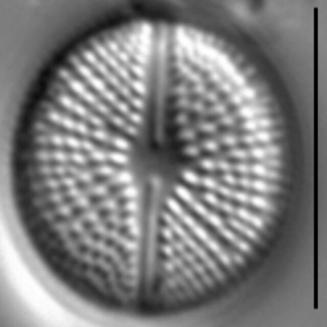 Cavinula pseudoscutiformis LM2