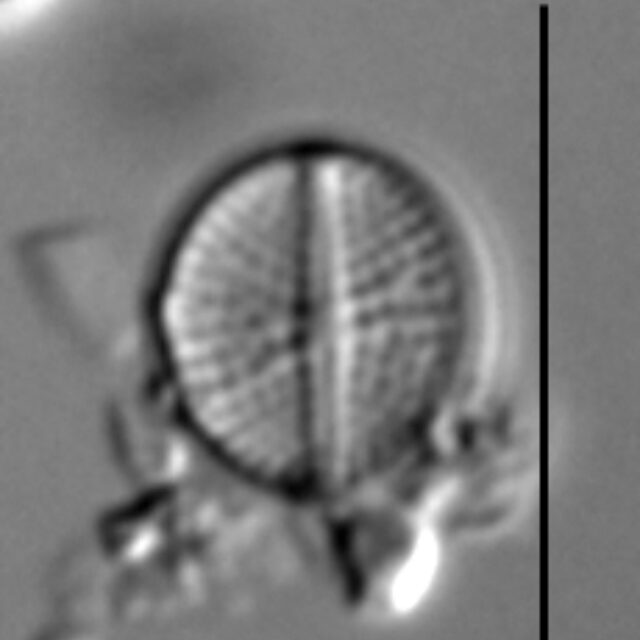 Cavinula pseudoscutiformis LM3