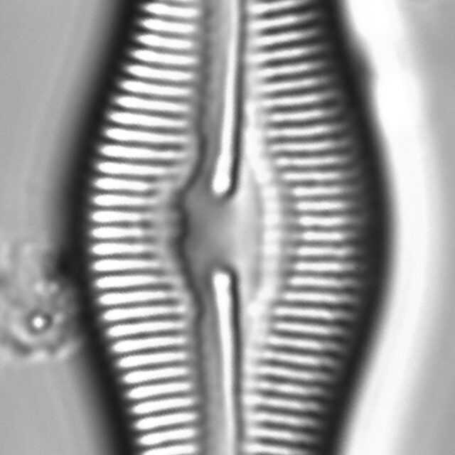 Caloneis Schumannaina SK1 1