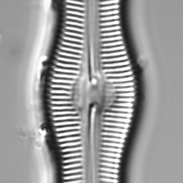 Caloneis Schumannaina_SK1_2