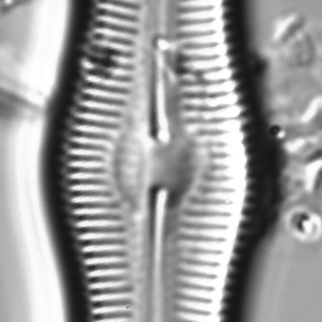 Caloneis Schumannaina SK1 3