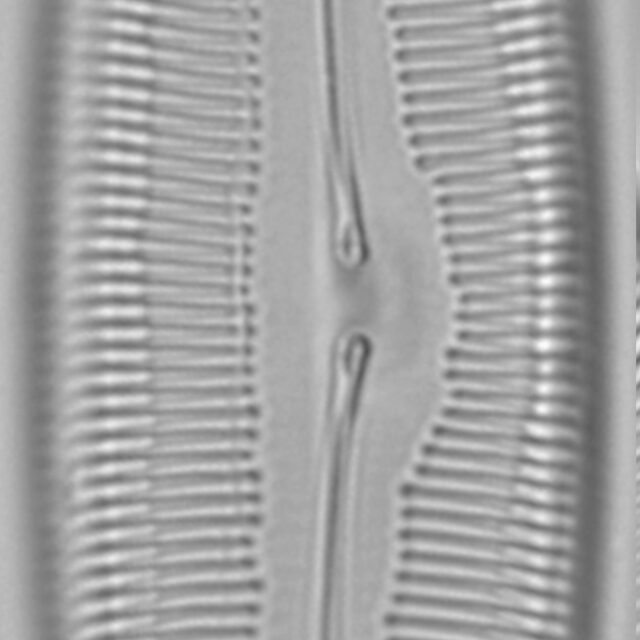 Caloneis Westii Lm5