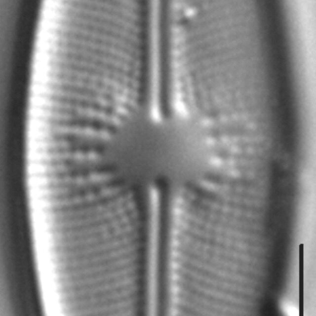 Cavinula davisiae LM2