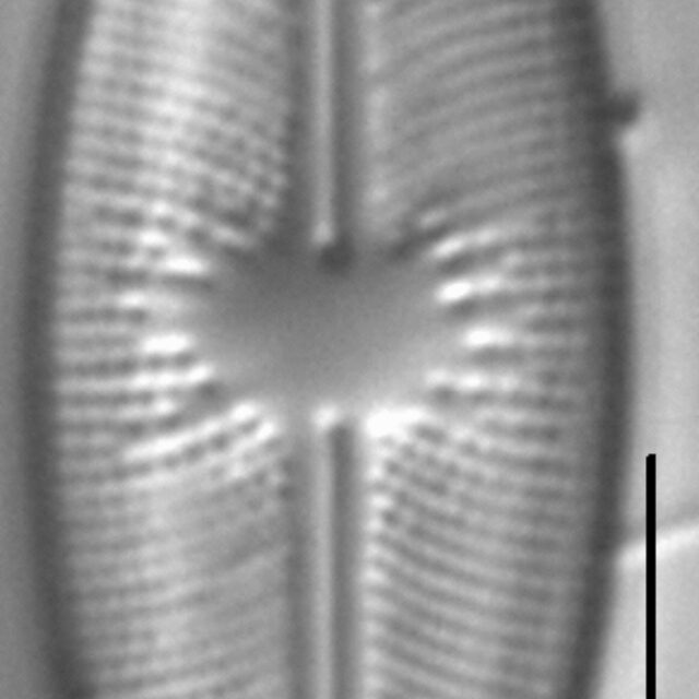 Cavinula davisiae LM3