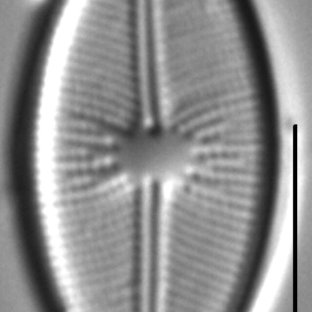 Cavinula davisiae LM7