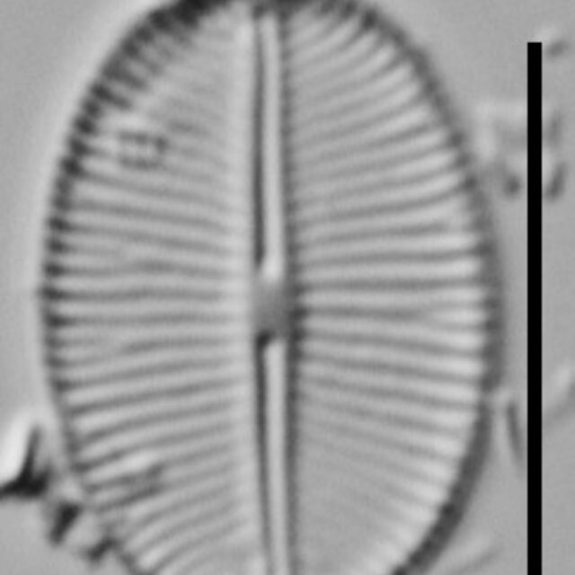 Cavinula Jaernefeltii Vt10003 V2 A 011018 10 C