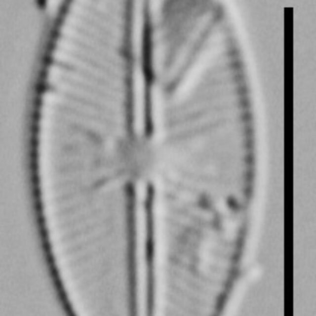 Cavinula Lapidosa Nh10001 V2 A 120517 30 C