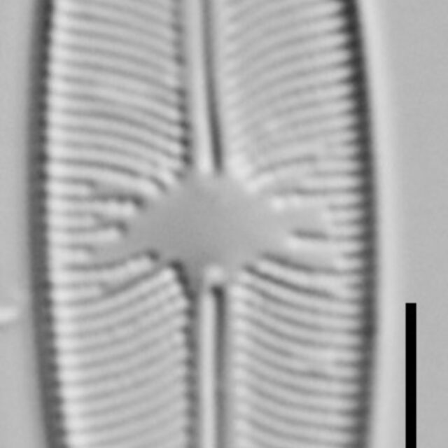 Cavinula variostriata LM4