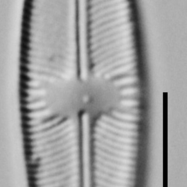 Cavinula variostriata LM1