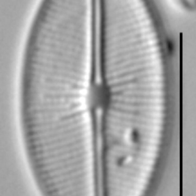 Cavinula cocconeiformis LM3