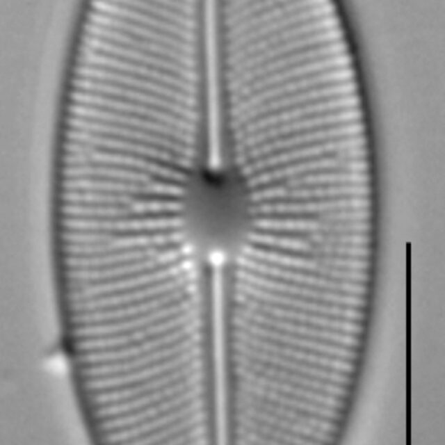 Cavinula cocconeiformis LM1