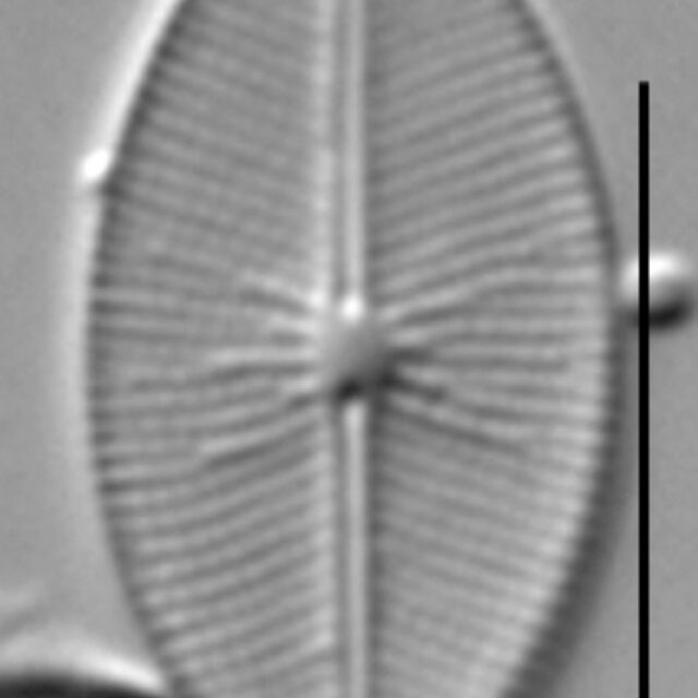 Cavinula cocconeiformis LM4