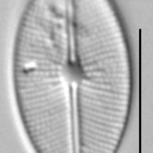 Cavinula Cocconeiformis  Amphi Sl57E