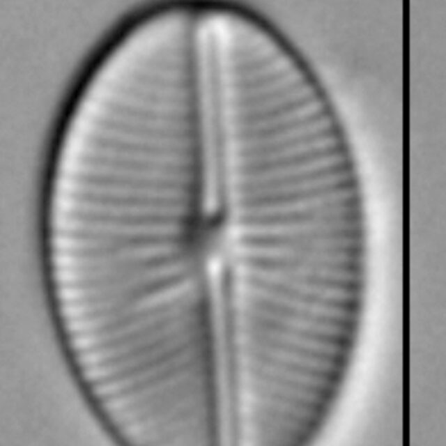 Cavinula cocconeiformis LM5