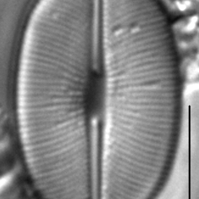 Caloneis budensis LM2