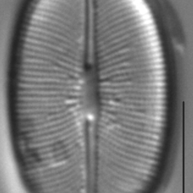 Caloneis budensis LM3