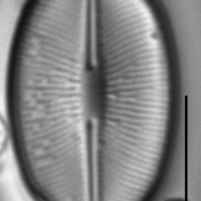 Caloneis budensis LM4