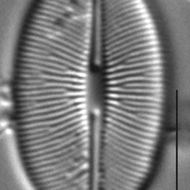 Caloneis budensis LM5