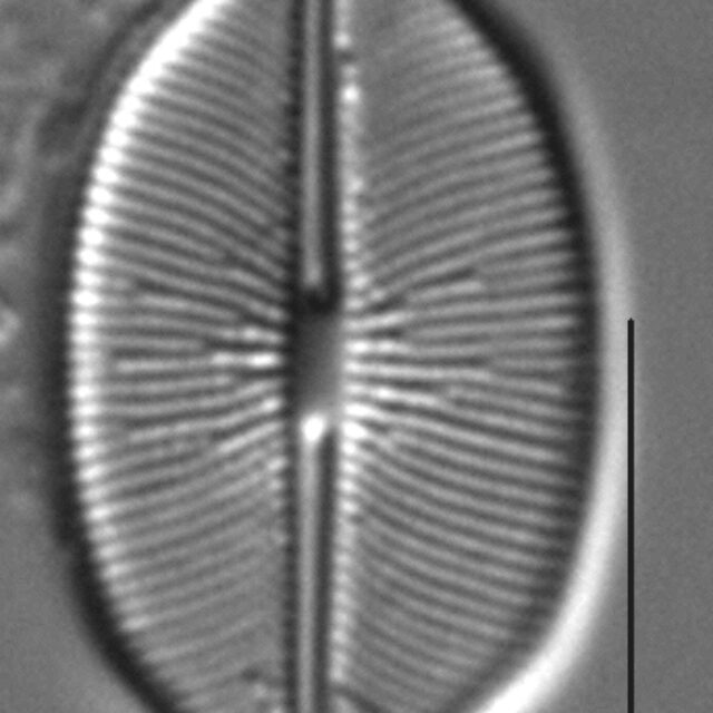 Caloneis budensis LM6