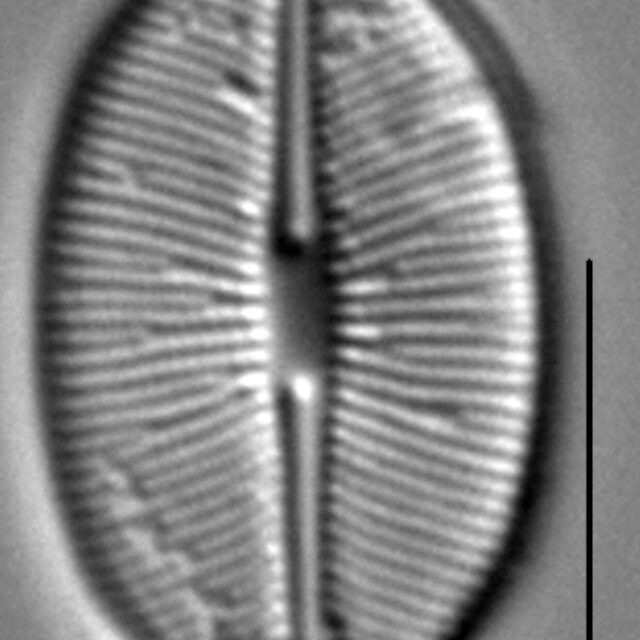 Caloneis budensis LM7