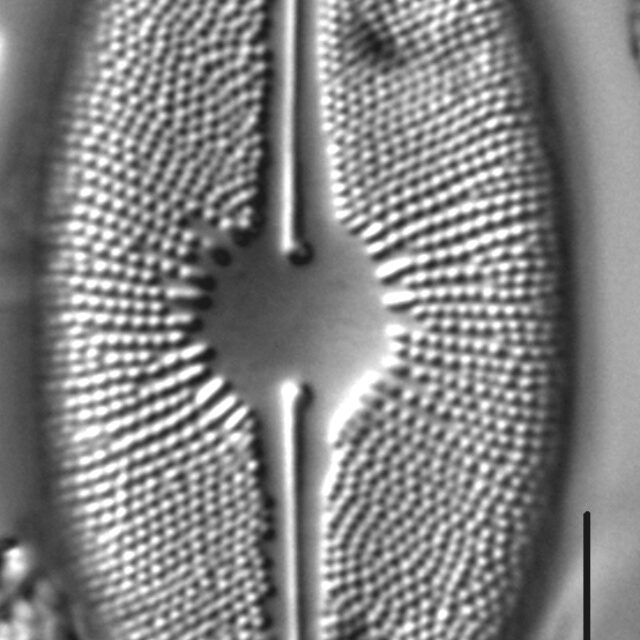 Cavicula scutiformis LM1