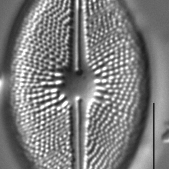 Cavicula scutiformis LM3