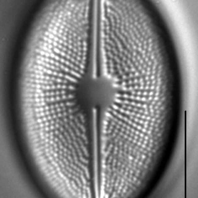 Cavicula scutiformis LM4