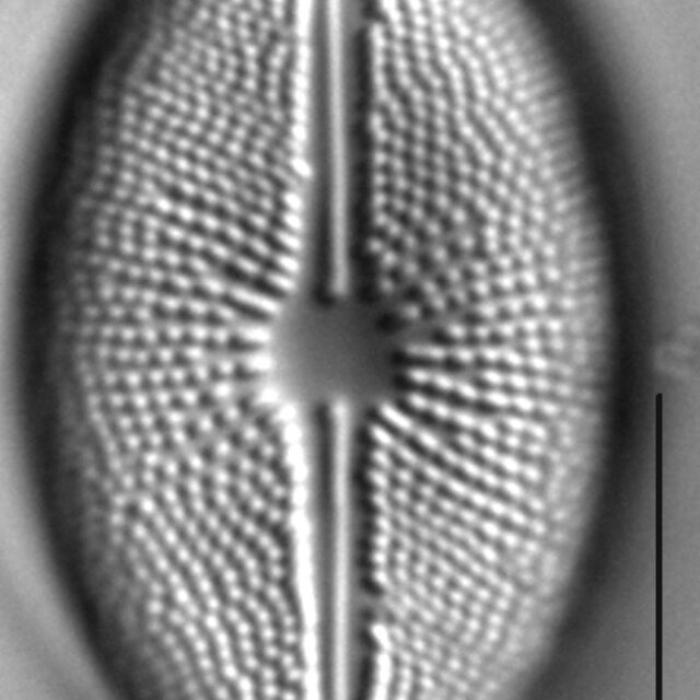 Cavicula scutiformis LM5