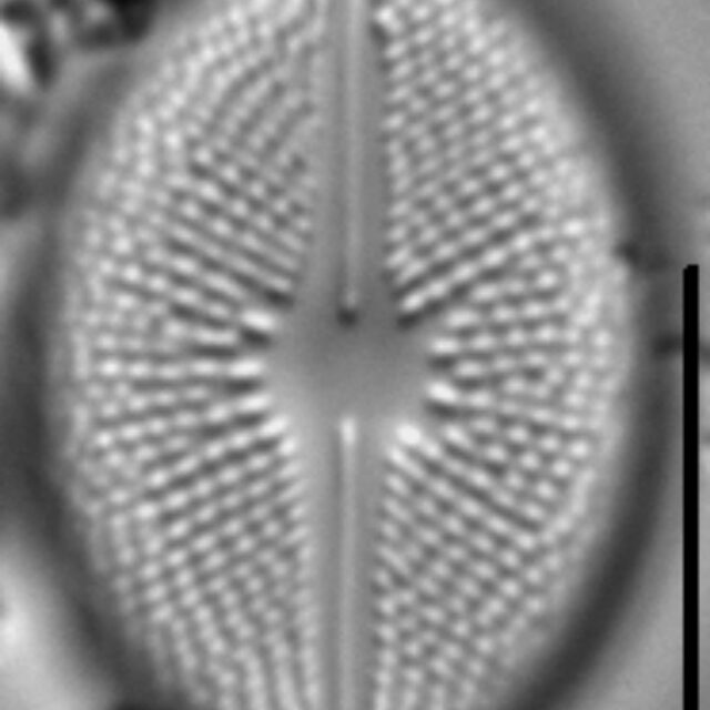 Cavicula scutiformis LM7