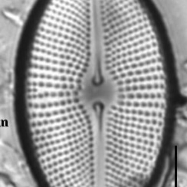 Cosmioneis citriformis LM6