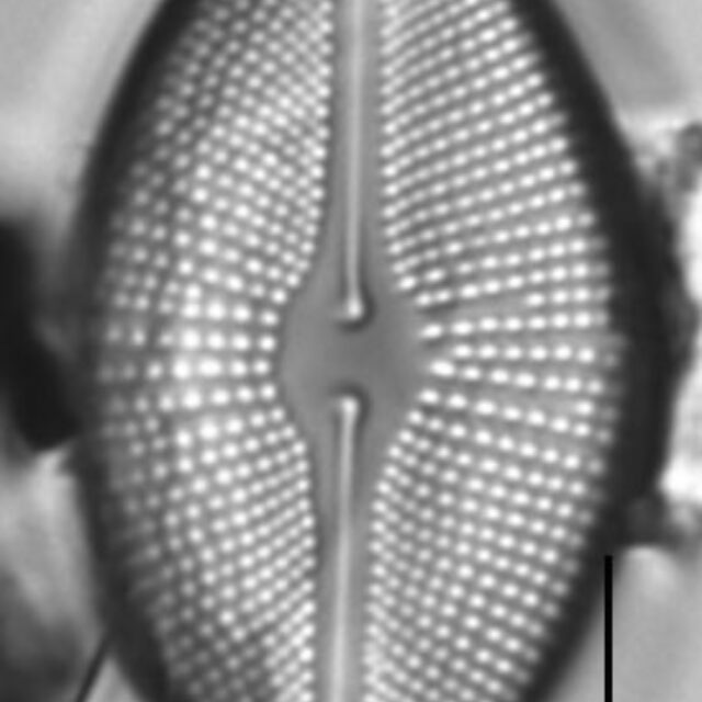 Cosmioneis citriformis LM5