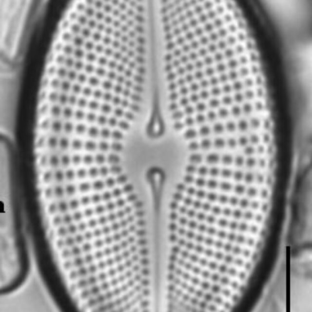 Cosmioneis citriformis LM3