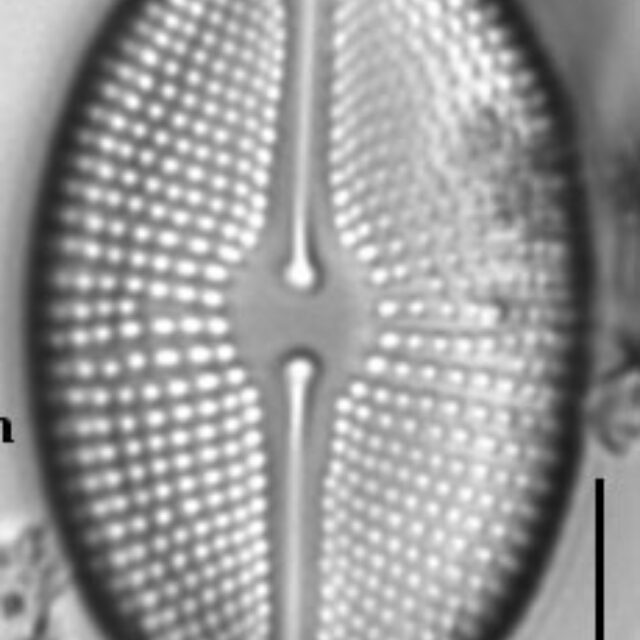 Cosmioneis citriformis LM2