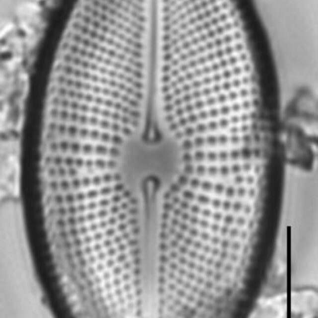 Cosmioneis citriformis LM1