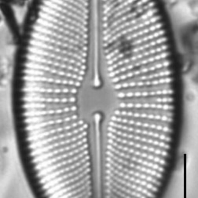 Cosmioneis citriformis LM7