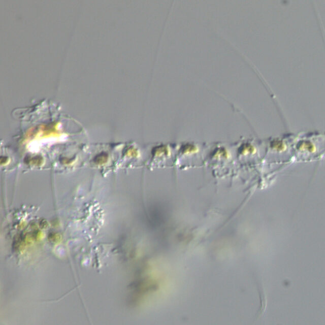 Chaetoceros constrictus LM1