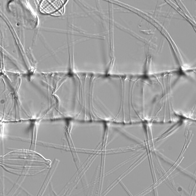 Chaetoceros constrictus LM5