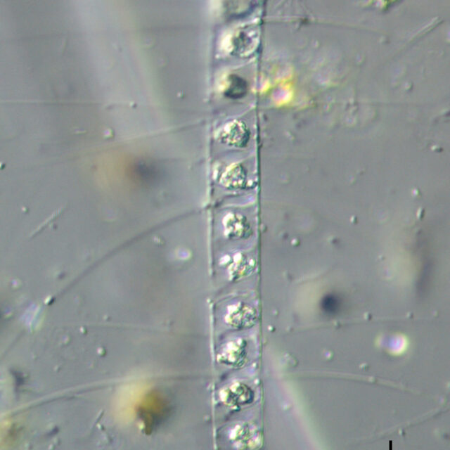 Chaetoceros constrictus LM2 copy