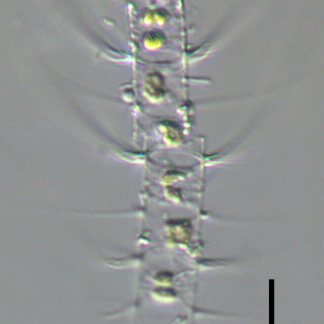 Chaetoceros constrictus LM3 copy