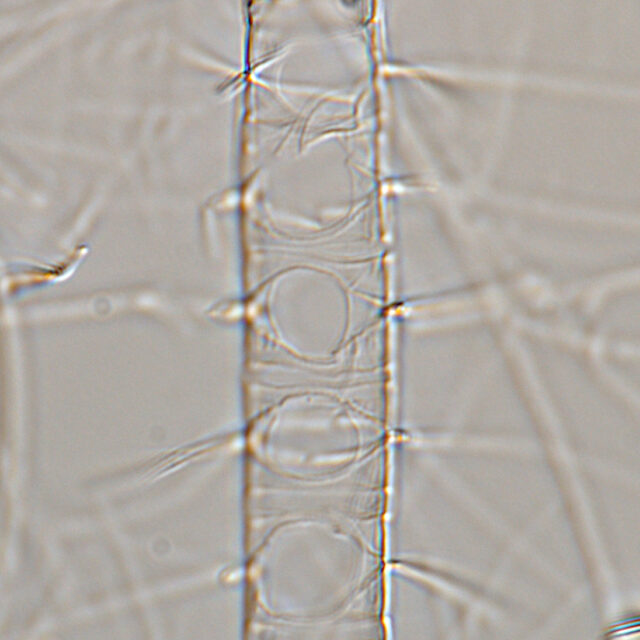 Chaetoceros constrictus LM4 copy