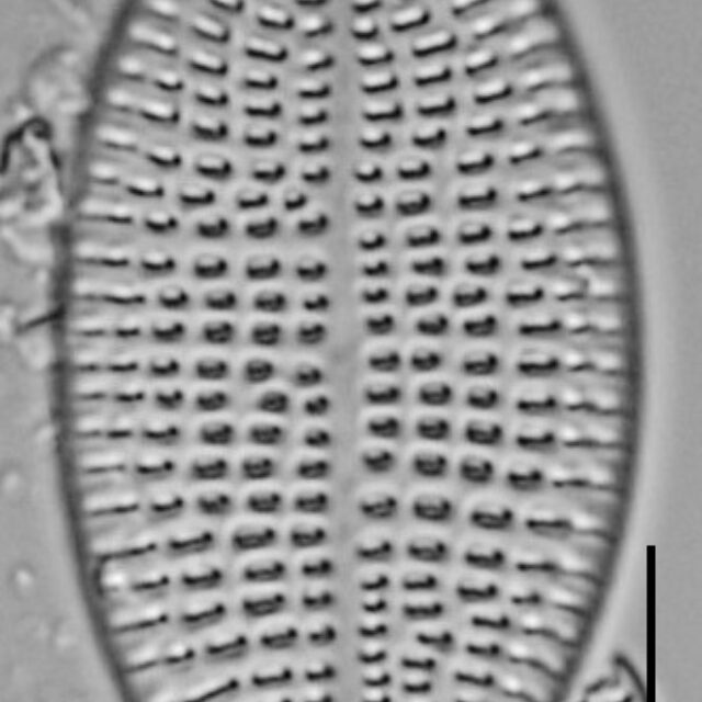 Cocconeis Cascadensis Lm01