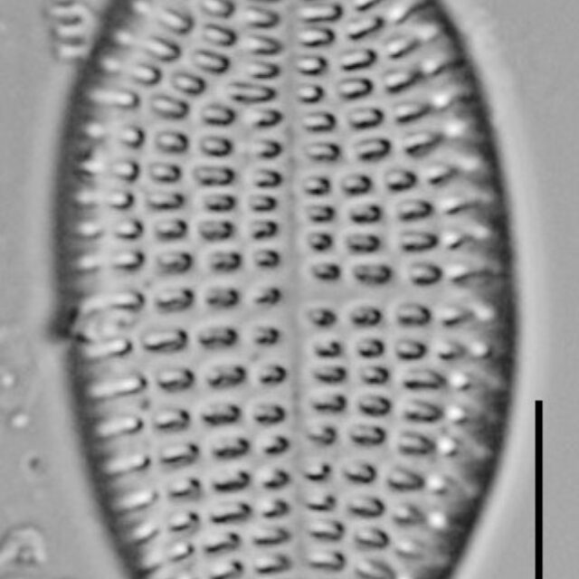 Cocconeis Cascadensis Lm02