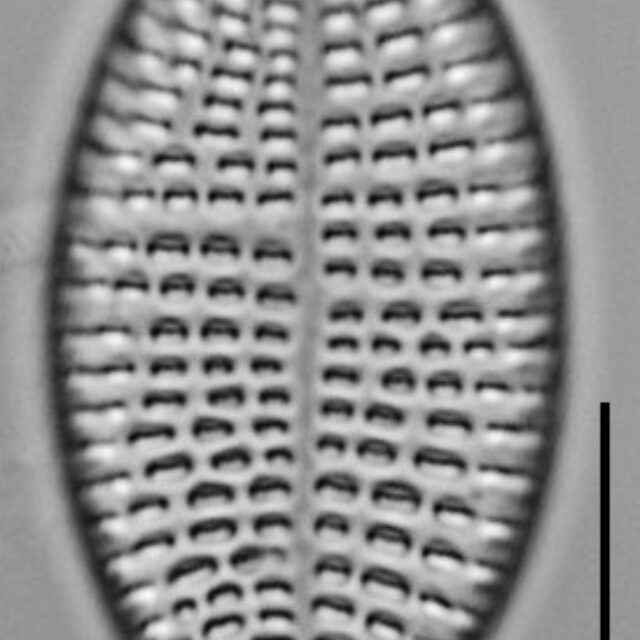 Cocconeis Cascadensis Lm03