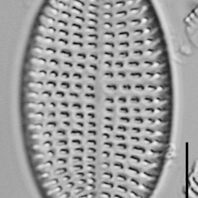 Cocconeis Cascadensis Lm04