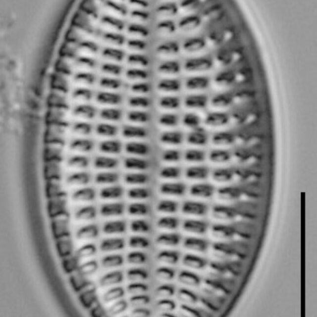 Cocconeis Cascadensis Lm05