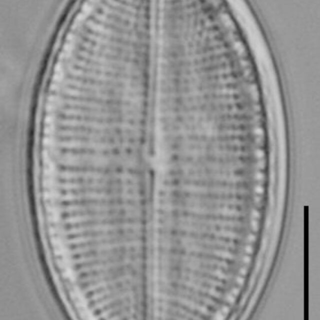 Cocconeis Cascadensis Lm06