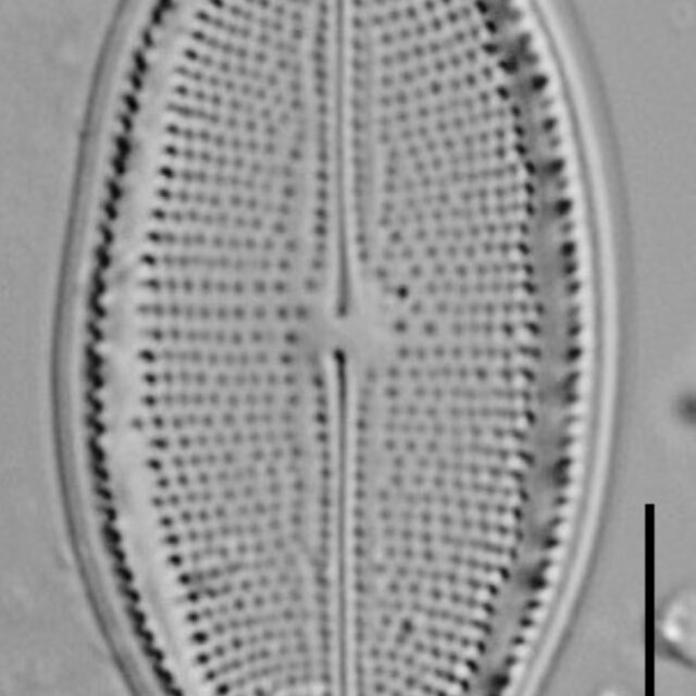 Cocconeis Cascadensis Lm07