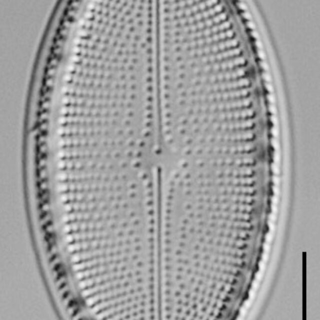 Cocconeis Cascadensis Lm08