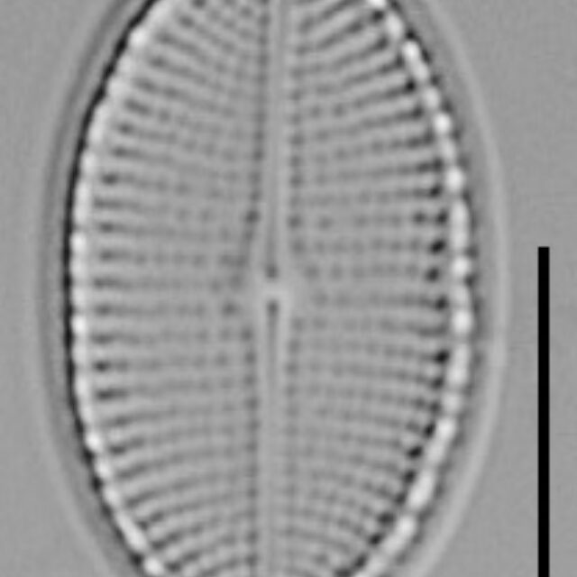 Cocconeis Cascadensis Lm09