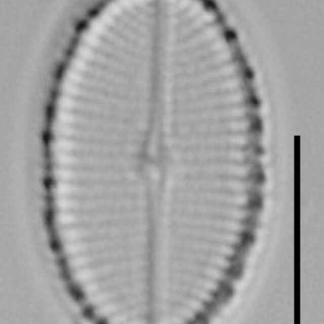 Cocconeis Cascadensis Lm10